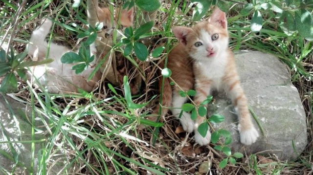 博卡青年U21小将首次亮相表现积极，博卡青年著名球员